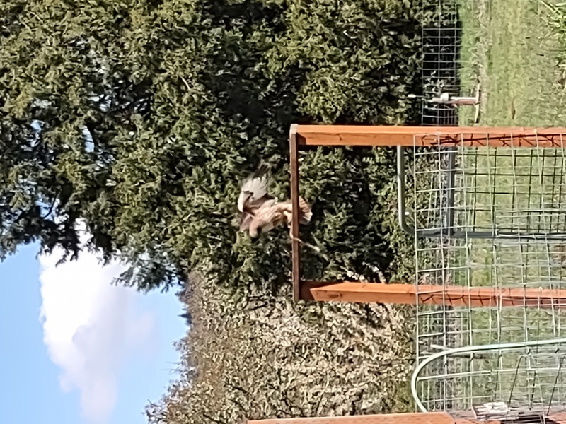 Hawk caught snake for lunch.