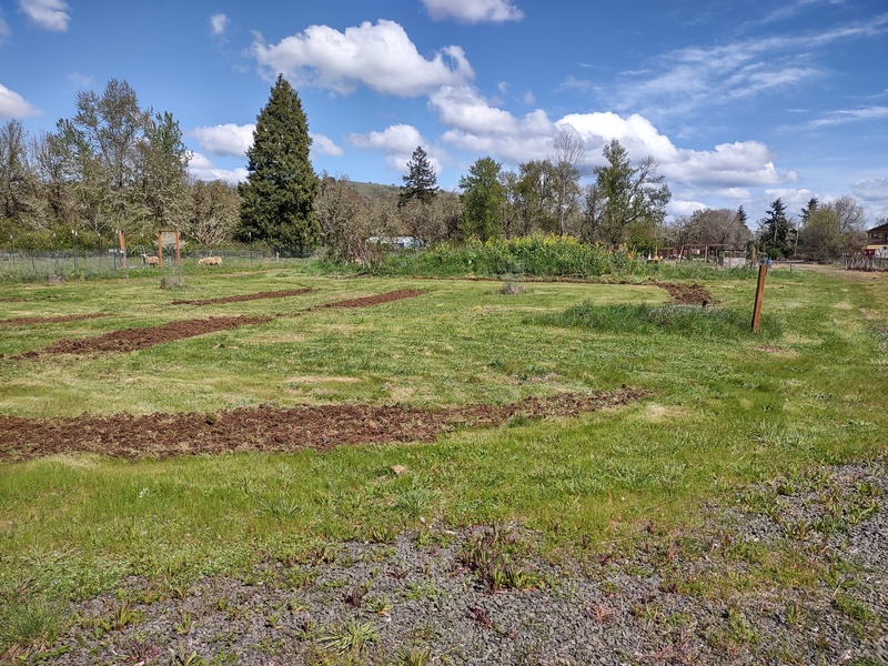 The beginning of the Rose garden.