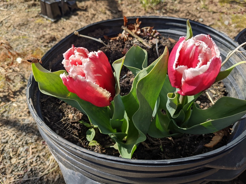 Tulips are blooming in the picnic area.
