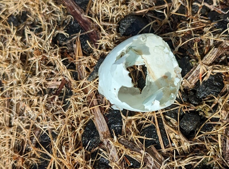 Spring has come when you see broken bird shells. Robin egg?