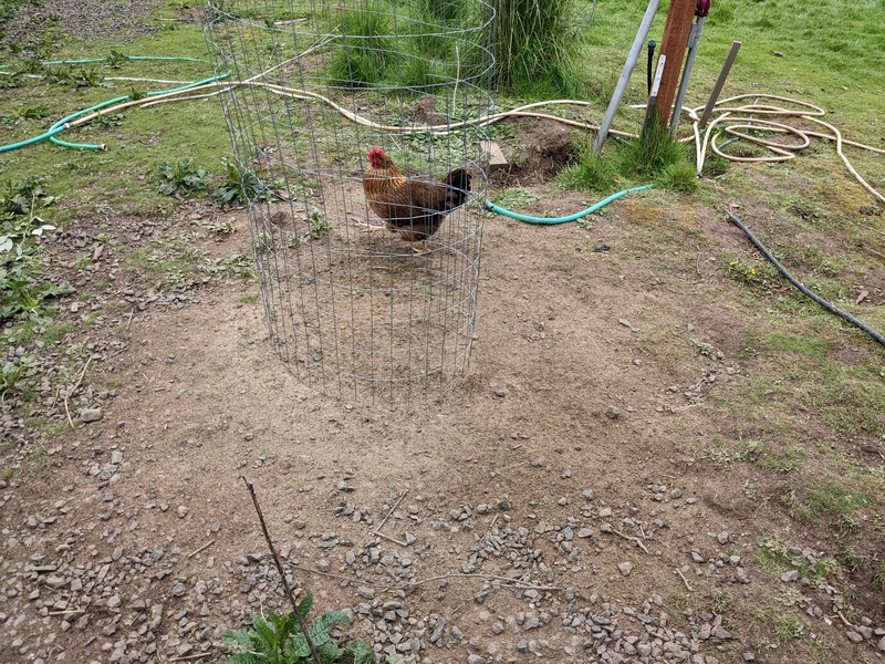 This is what is left of that garbage can full of chicken feed that we dumped.... Nothing.