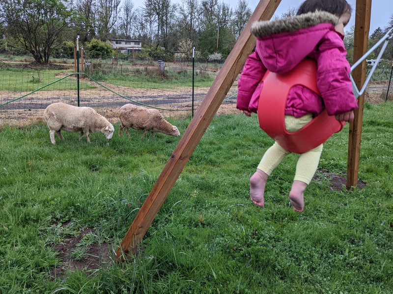 The sheep are in the East pasture again.. So it is easy to look at and play with the sheep.