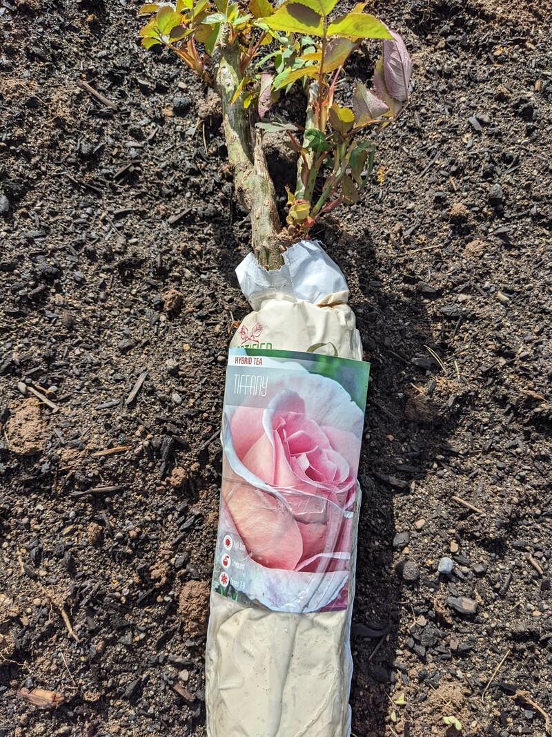 Tiffany rose for the new Rose Garden