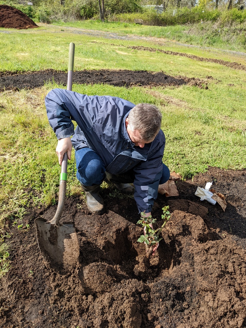 Planting a Tiffany rose