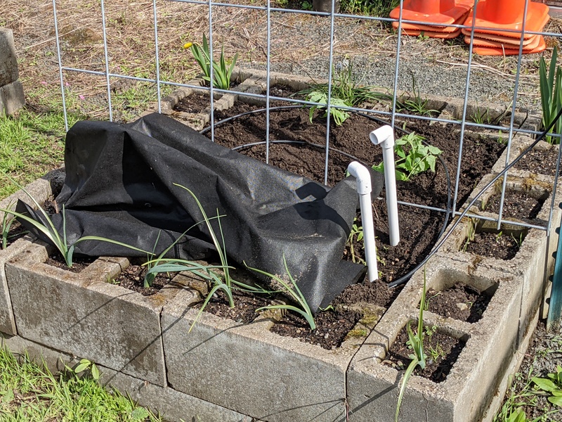 Planted more cherry tomatoes. Some I left out in the air all night, and some I covered.