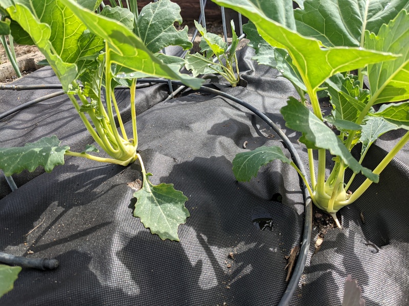 Kohlrabi is starting to make little kohlrabis.