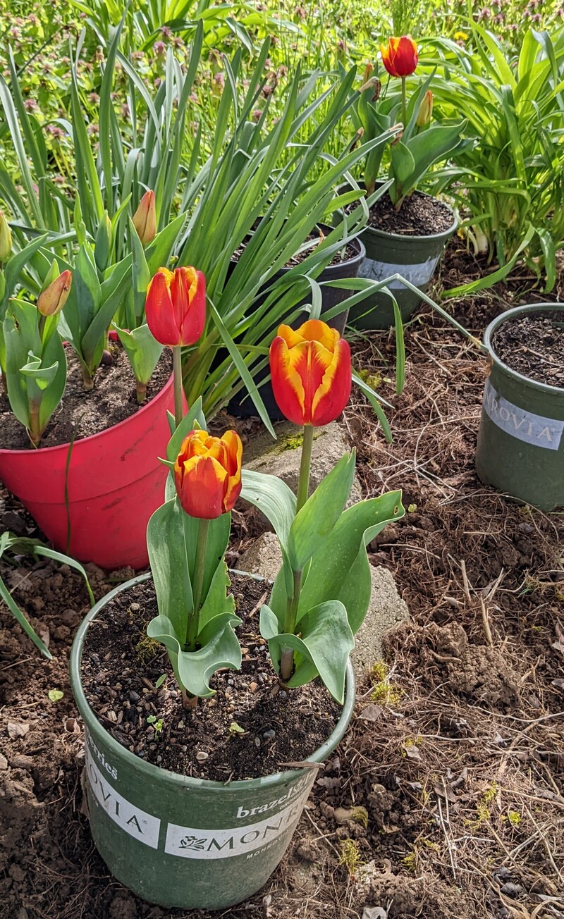 Some tulips are blooming.