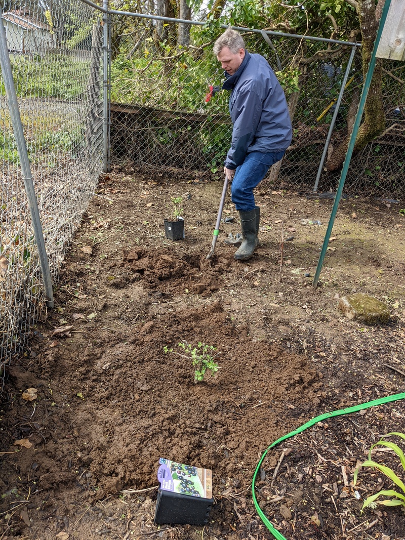 Black currents are now in the picnic area.