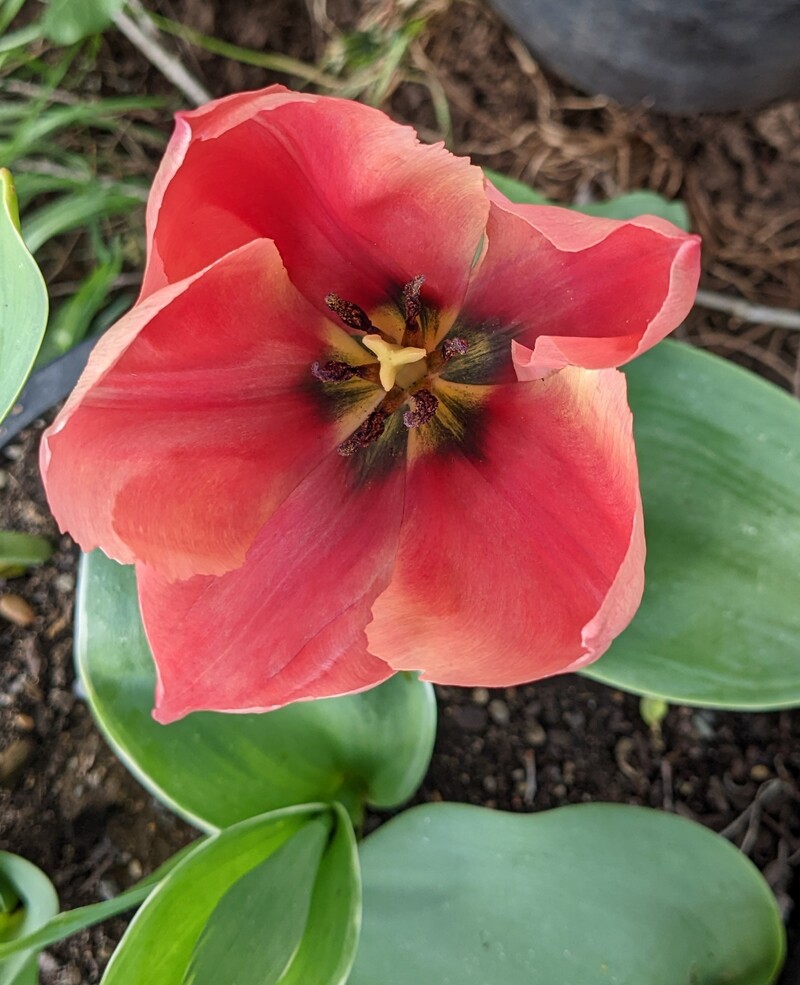 Red tulip in picnic area.