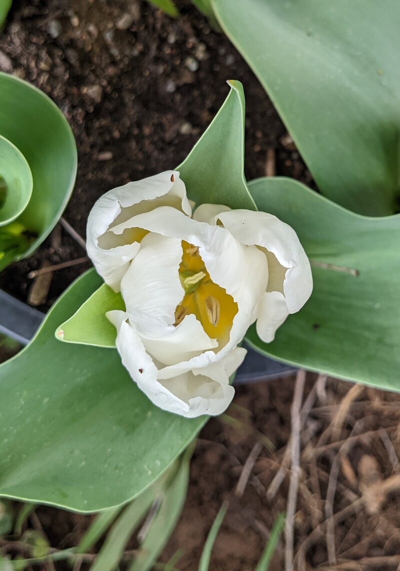 White tulip in picnic area.