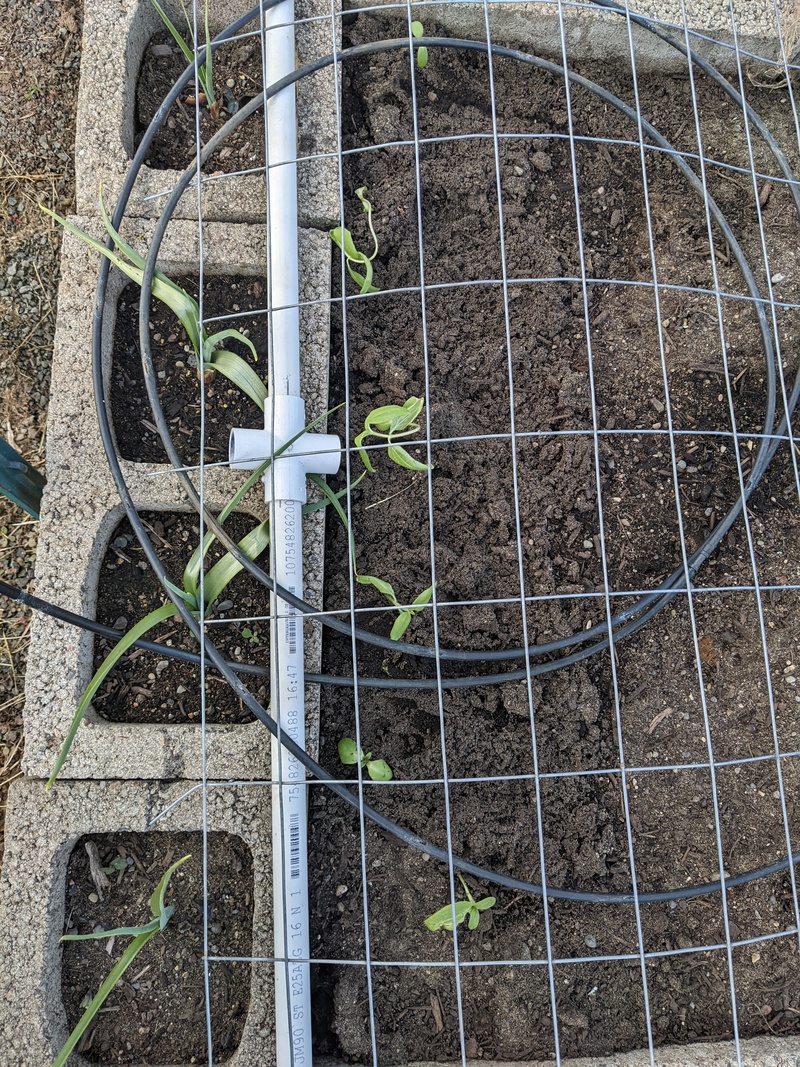 Sunflower plants