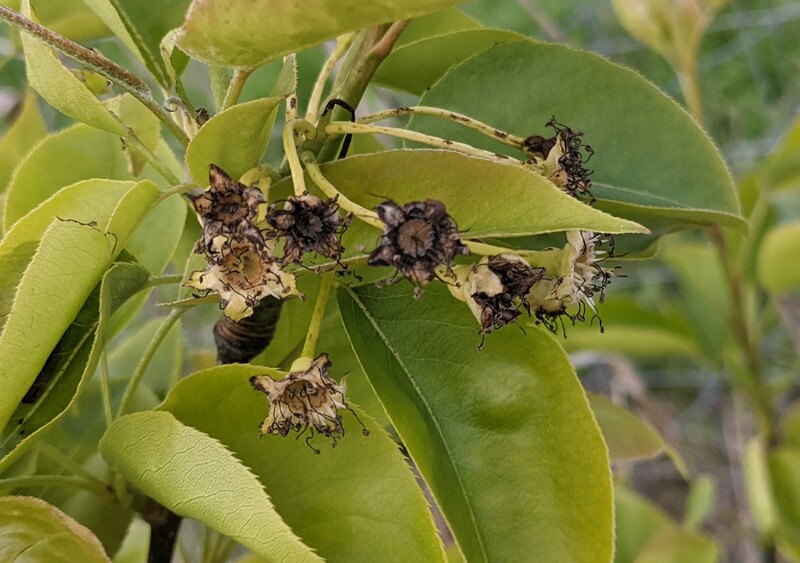 Asian Pears are starting to form.