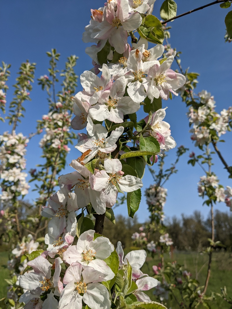 Granny Smith apple in bloom.