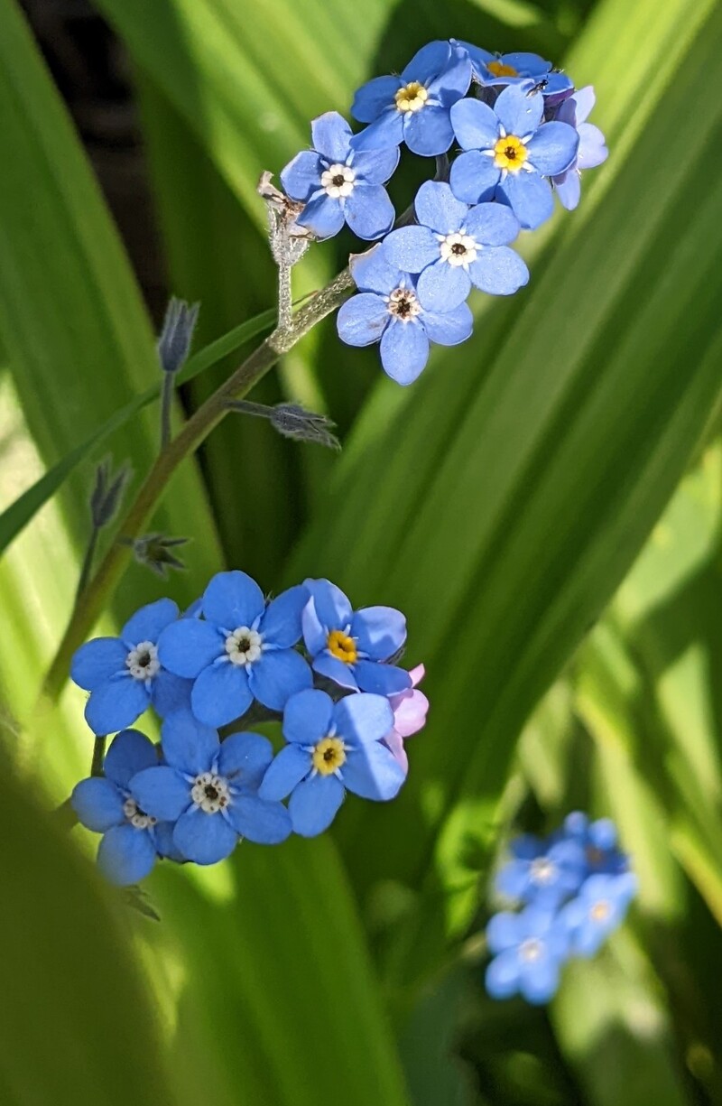Lois discovered some forget me nots?. In a daylily clump. I didn't plant them so they either came with the clump or were part of the wildflower seeds that were given me a few years ago. They are sure pretty.