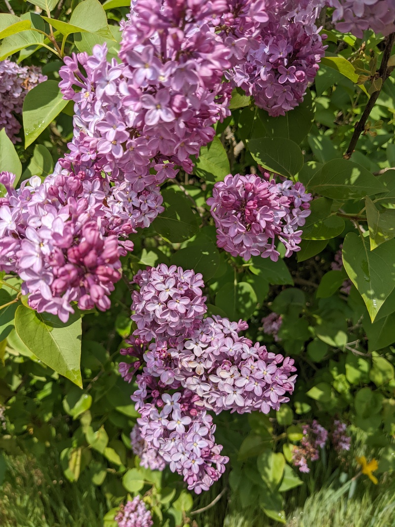 The lilacs are blooming.