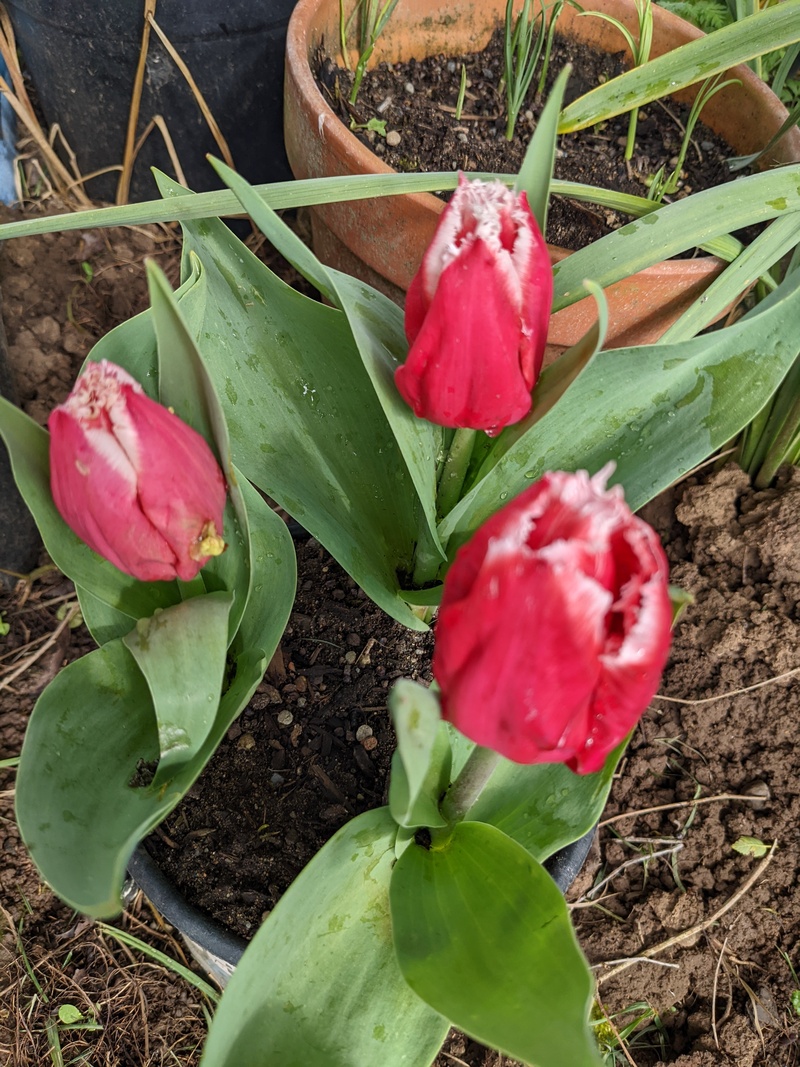 Pretty tulips