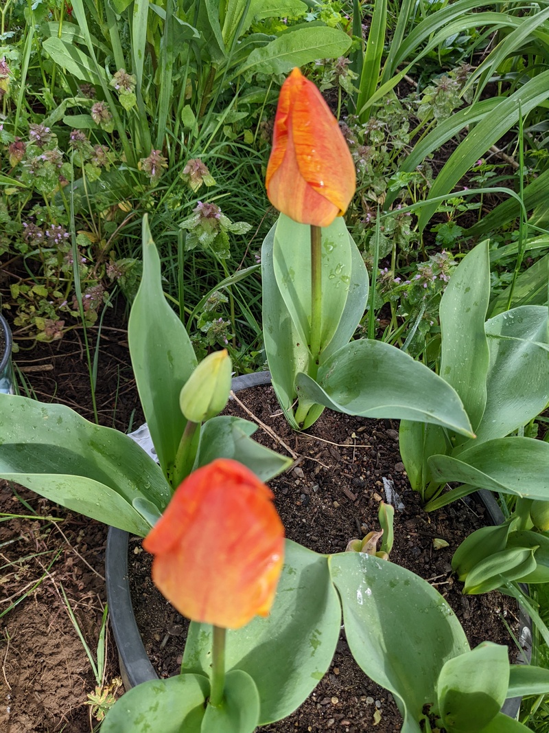 Two orange tulips