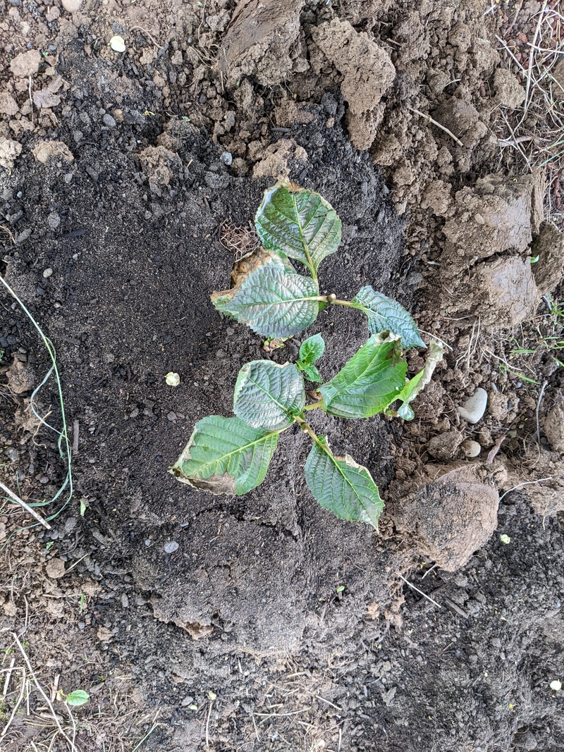 Joseph bought two hydrangeas and they got planted.