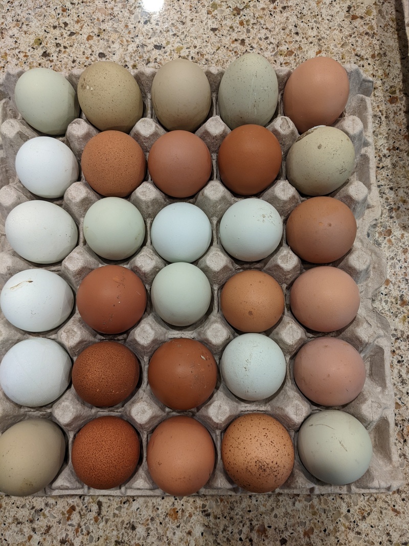 Eggs in a pattern.