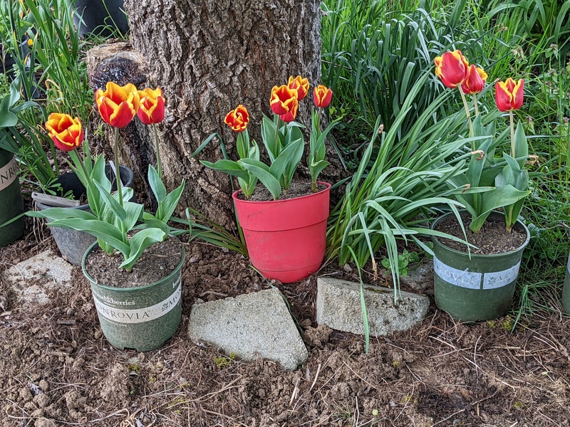 I love these pretty and bright tulips.