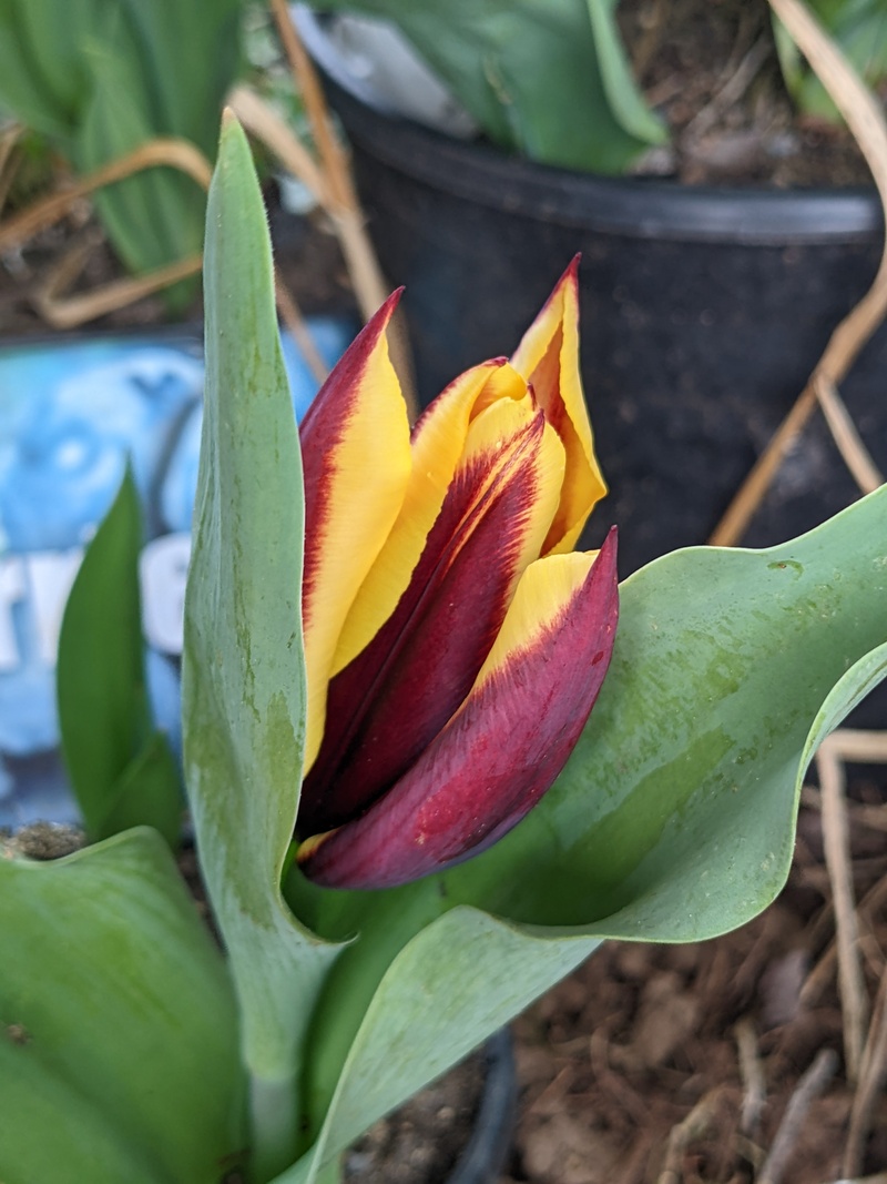Another new tulip.