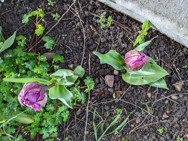 Two new purple tulips