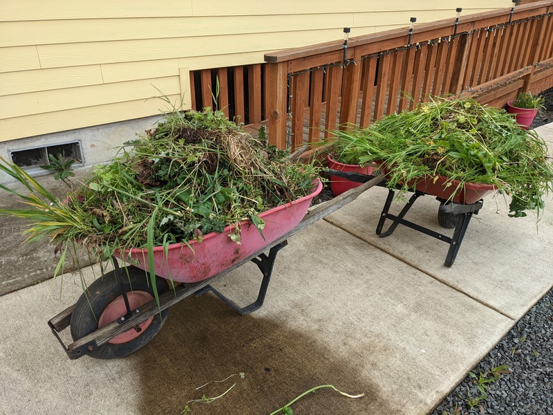 A barrow a day. Now if I can find someone to enpty them so I can keep going with weeding.