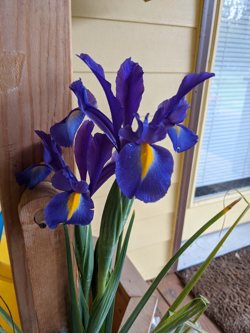 Dutch Iris!