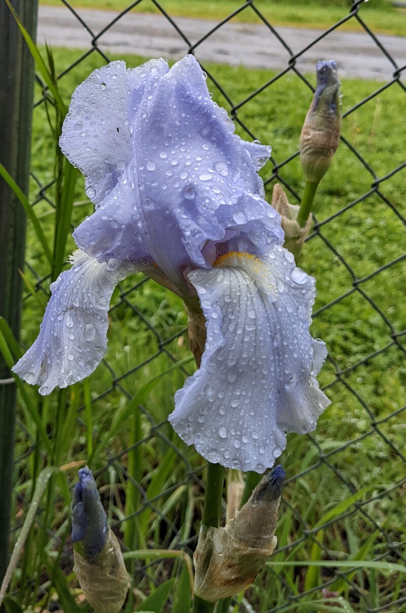 First Bearded iris of the season!
Don't know the name but we will call it The Laura Iris. I don't know if it first came from me to her or her to me twice. Once in Oregon and once from Utah. I know all of Rosewold this color came from Laura in Utah and brought here in three banana boxes by Ben.