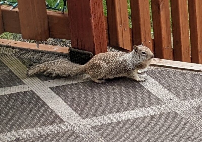 What is this squirrel looking for? And look at those pouchy goiters on the neck.