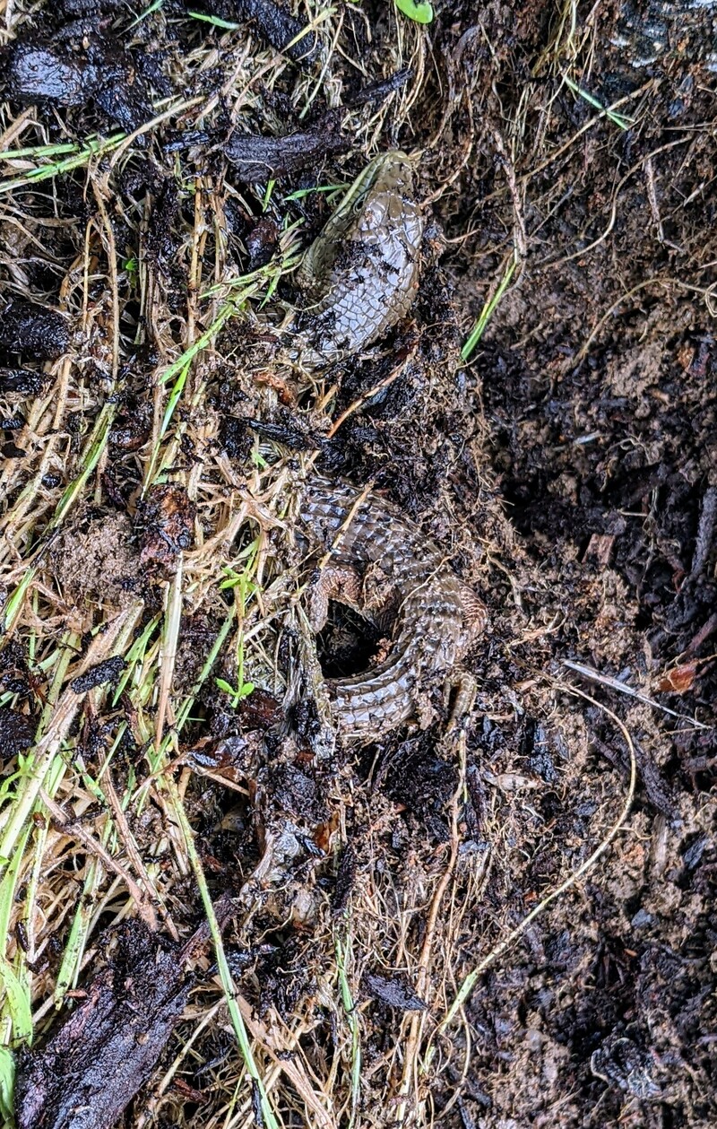 Snake in the grass. I had just taken a handful of weeds off the top of him.