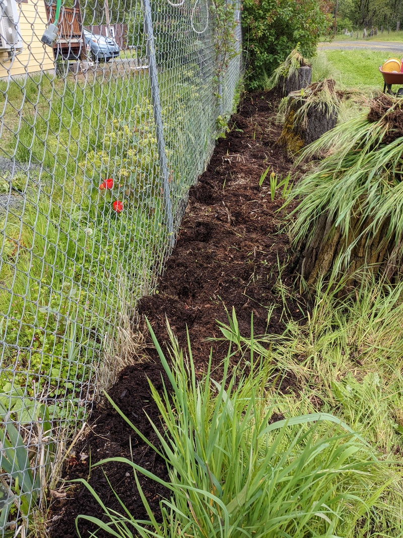 Made it weeding to the lilacs.