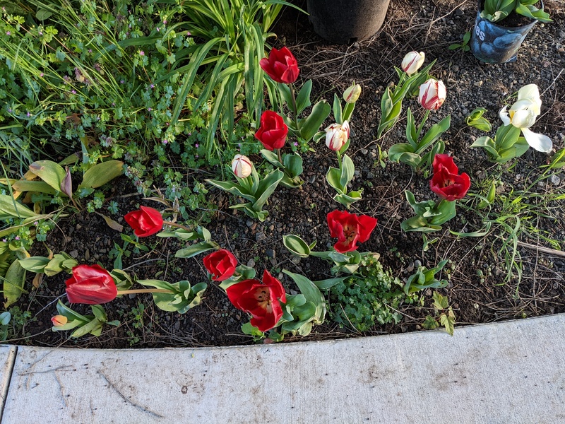 Red and white tulips are still looking good.