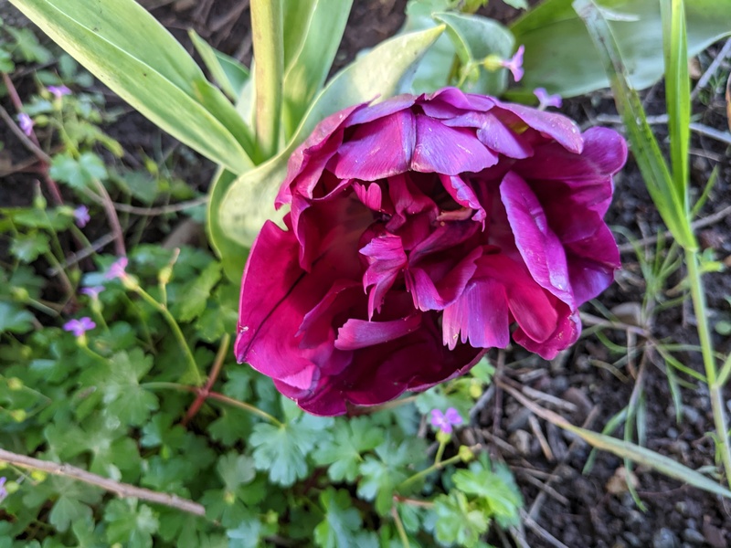 Purple tulip.