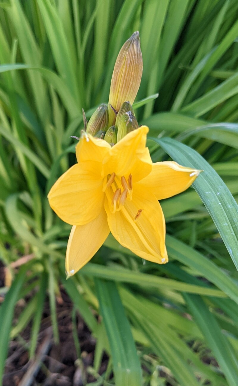 First daylily.