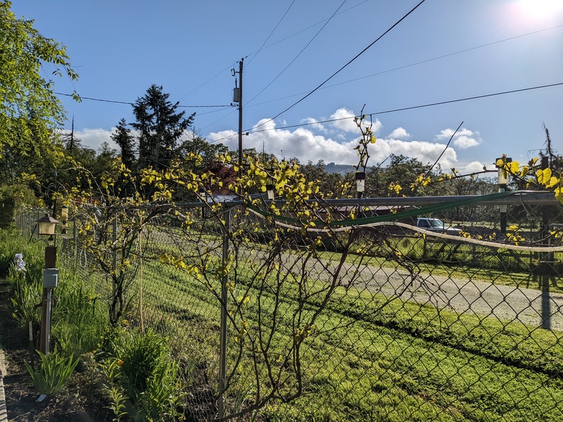 The grape leaves are finally leafing out.