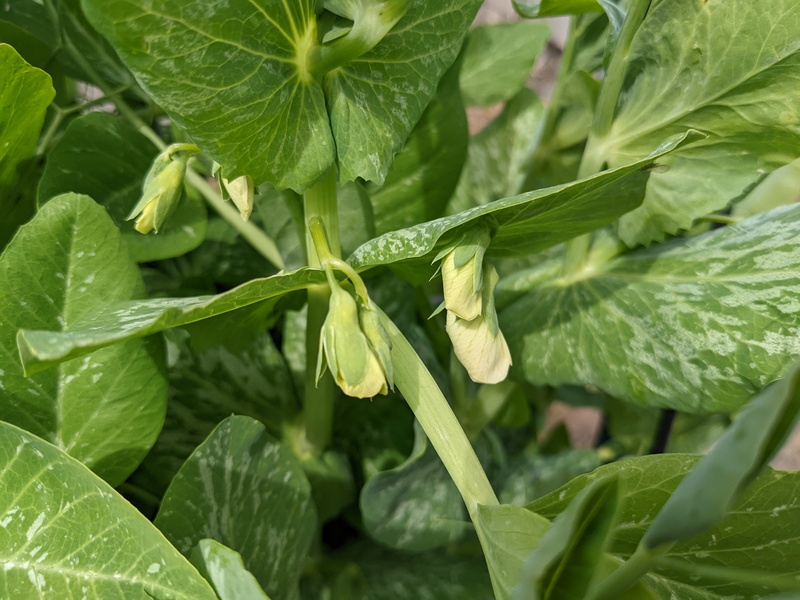 Sugar snap peas are starting to bloom.