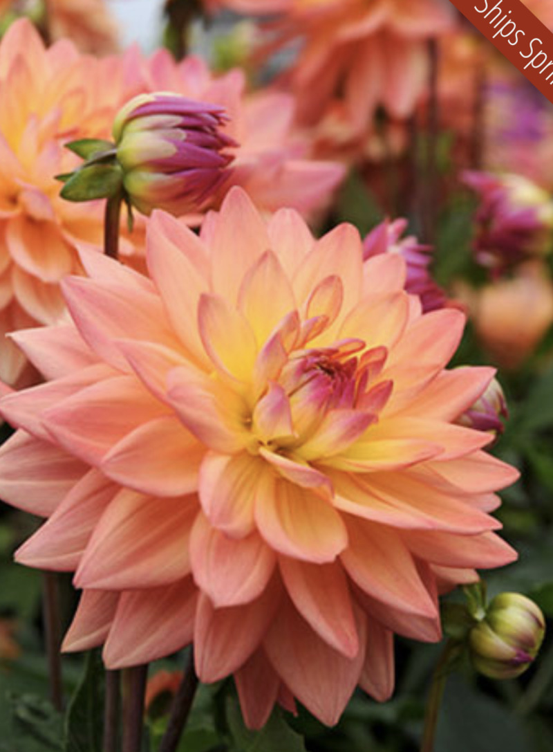 Extase Dahlia - One of the dahlias that I planted between the two gates and near the Welcome to Rosewold sign.