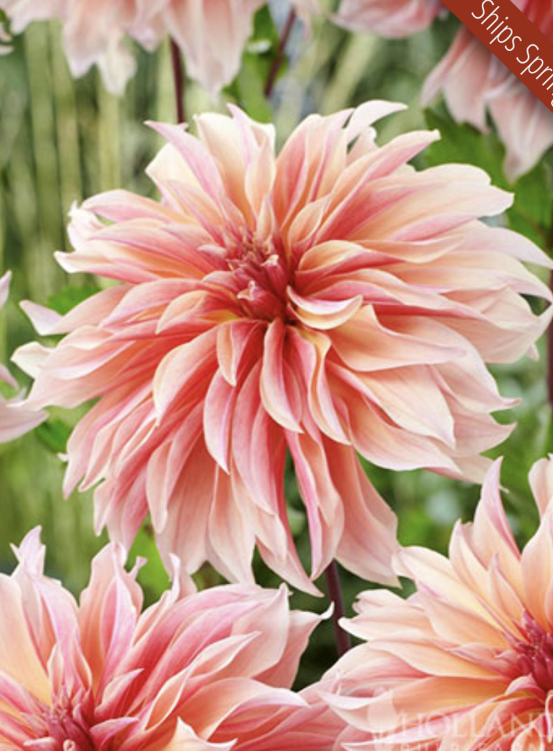 Labyrinth Dahlia - One of the dahlias that I planted between the two gates and near the Welcome to Rosewold sign.