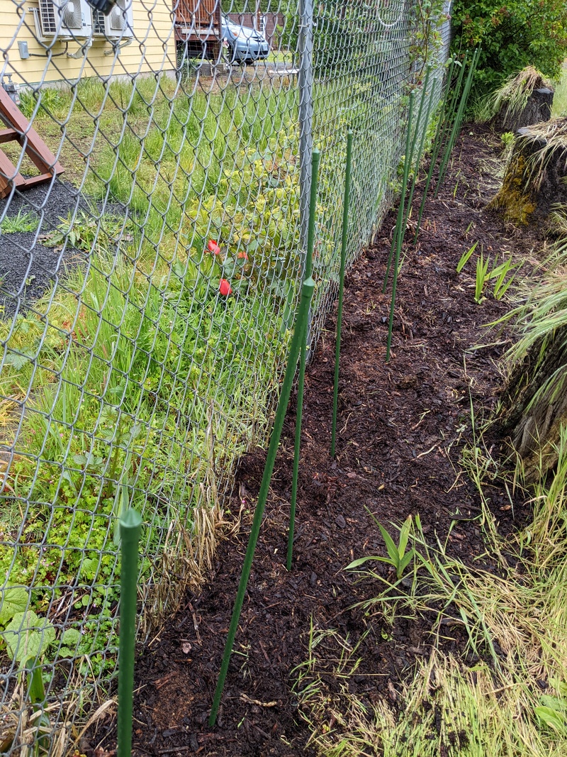 New stakes to help hold up the dahlias when they grow.