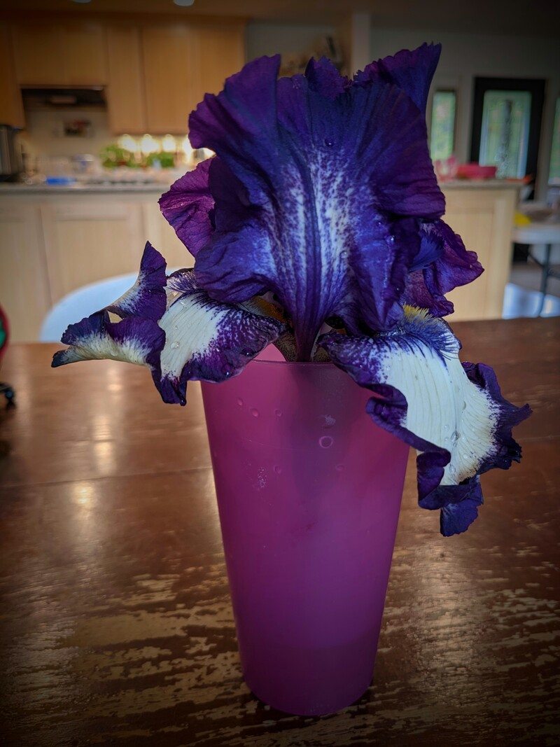 Don gave me flower from my garden and put it on the table for me to enjoy.