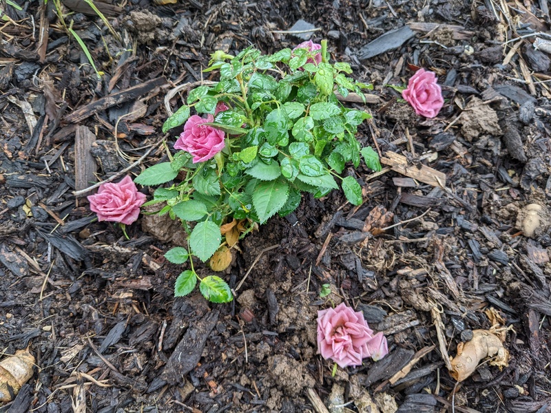 Joseph and Camille gave me a miniature rose bush for mother's day.