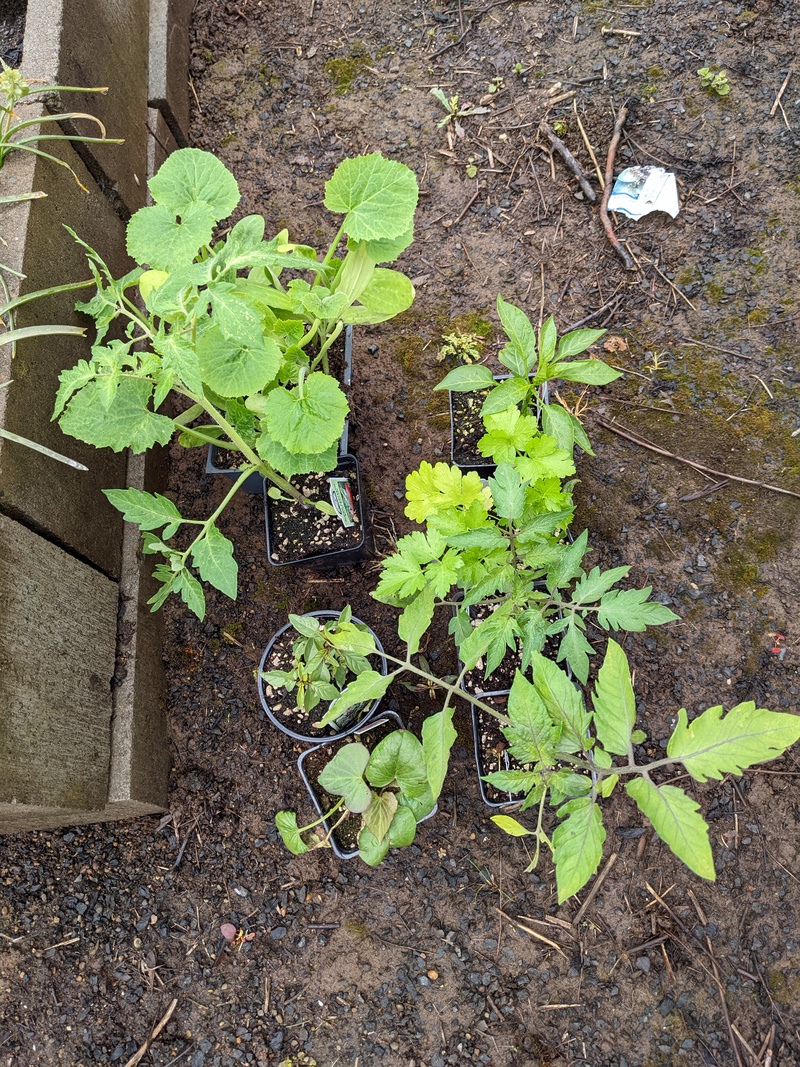 Lois bought a selection of vegetable plants.