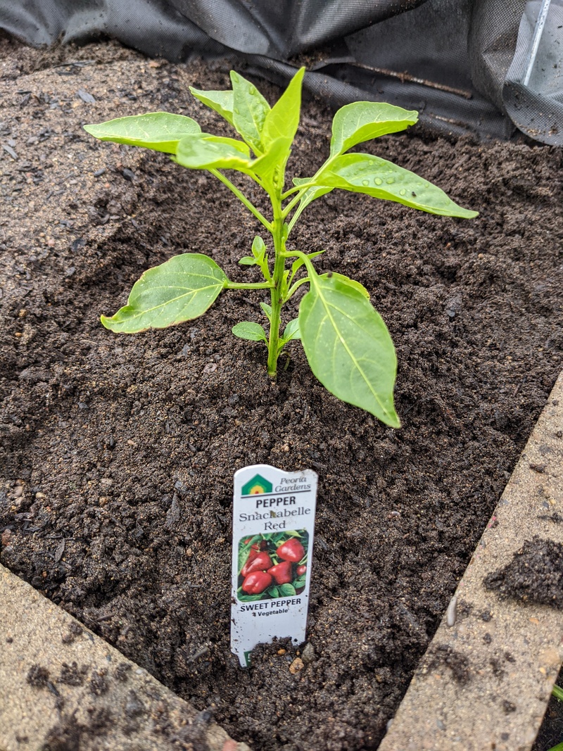 This was supposed to be a banana pepper, but somehow it morphed into another kind when being planted.