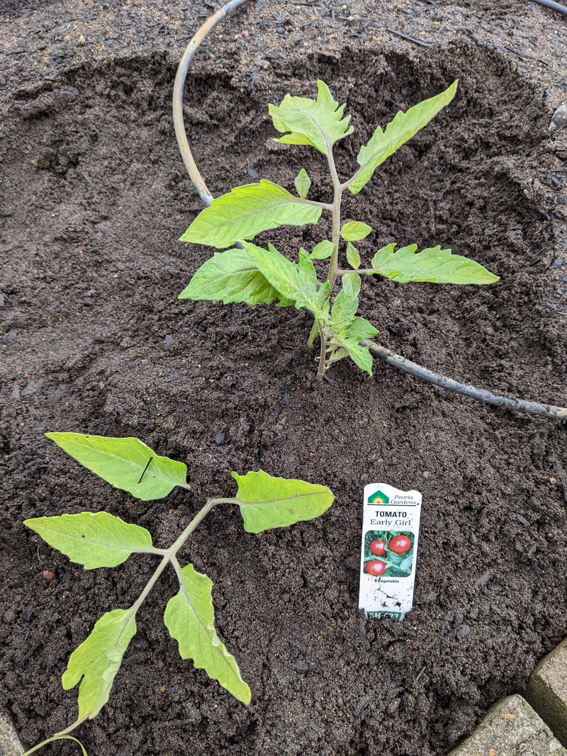 Early Girl Tomato.