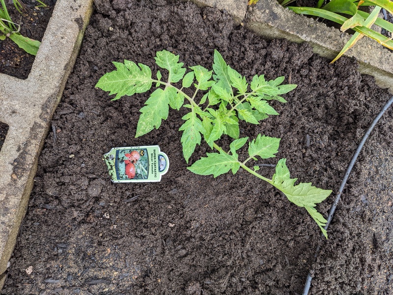 One Fantastic Slicer Tomato