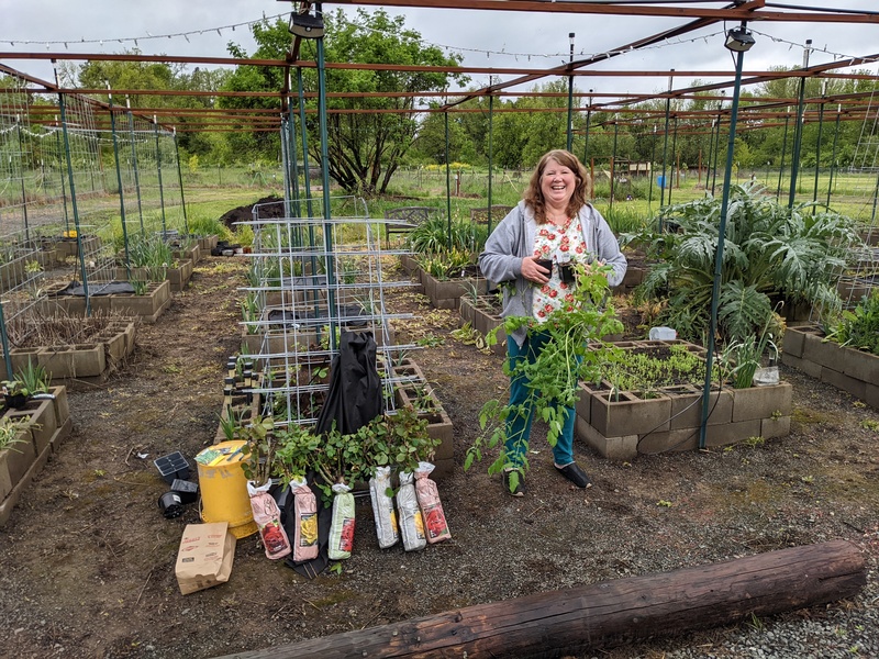 Lois wonders if the tomatoes from the Guest House need planting yet.