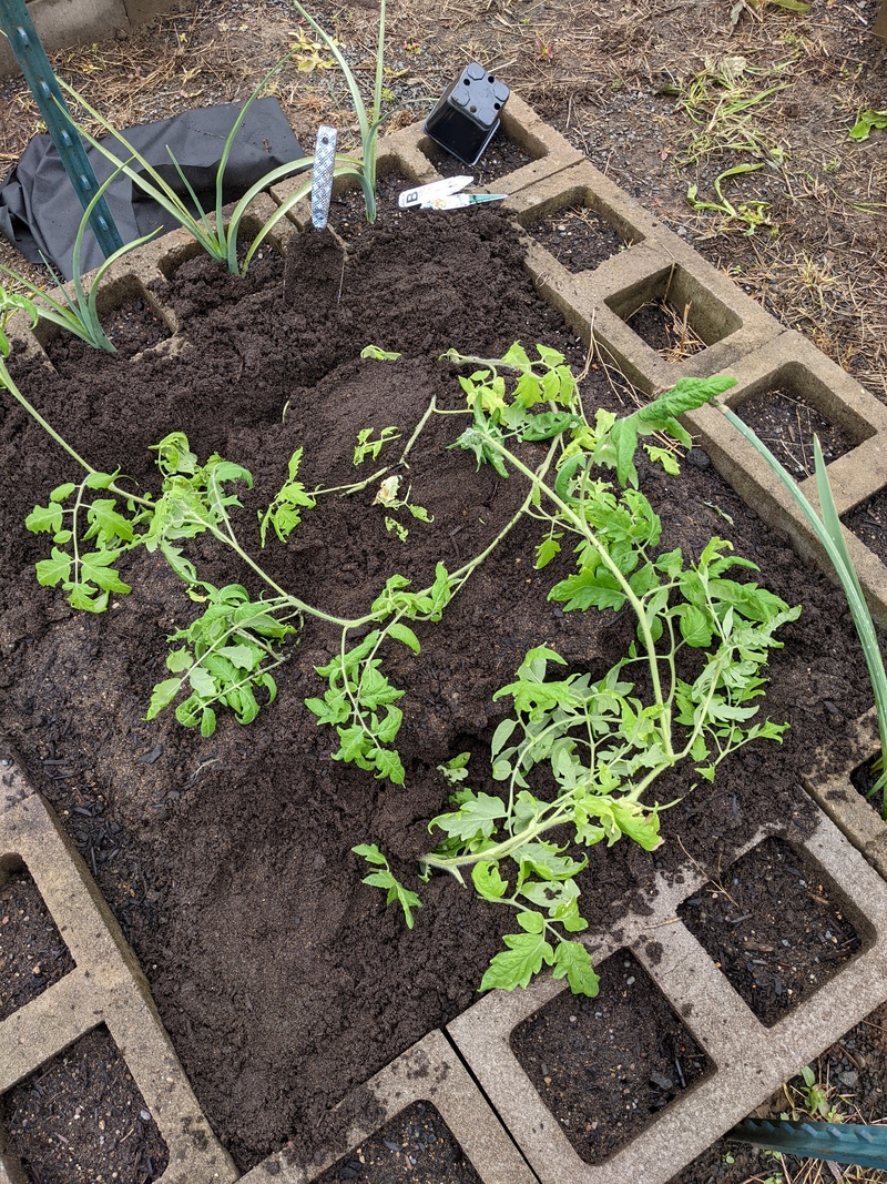 Lois planted the Pineapple Tomatoes in the ground and laid the vines sideways.