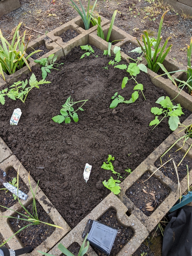 Sungold Cherry Tomato planted the same way.