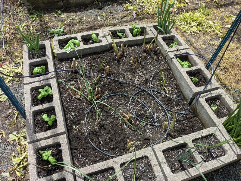 Lois couldn't remember where she planted the basil, so she out all the little cutting starts around the asparagus.